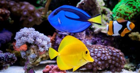 Best Medications for Treating Aquarium Fish Diseases.